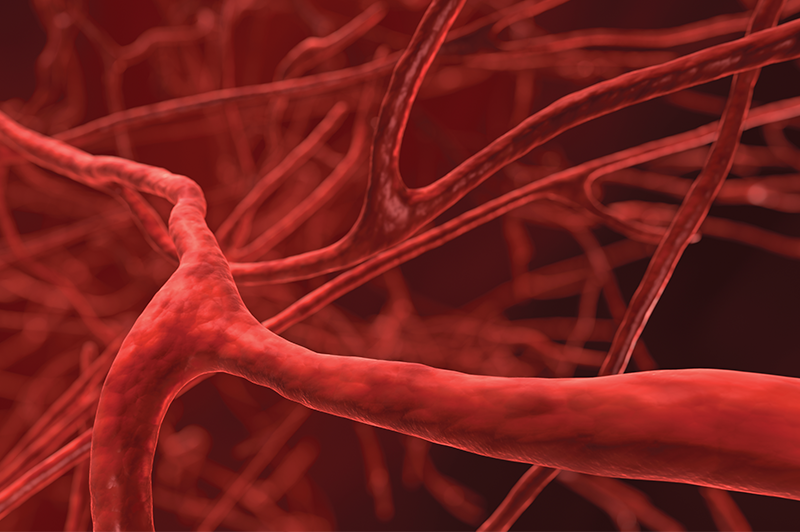 3D rendering of human veins