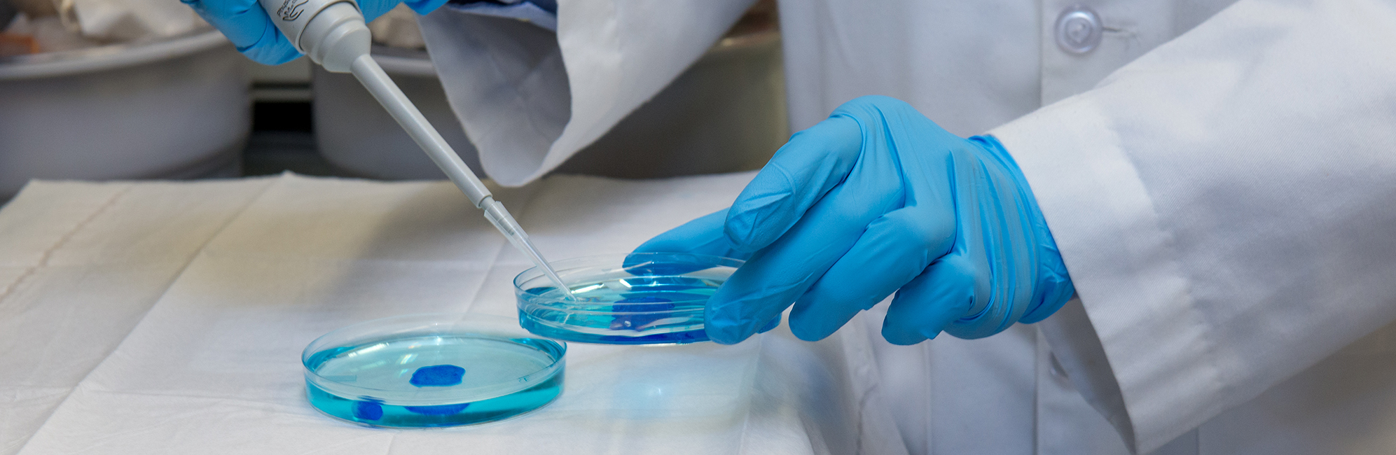 Examining a specimen of the hybrid hydrogel in the laboratory