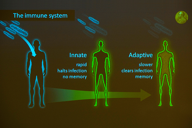 The immune system diagram